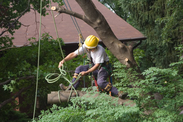 How Our Tree Care Process Works  in  Warm Springs, OR