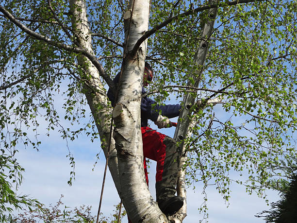 Best Hedge Trimming  in Warm Springs, OR