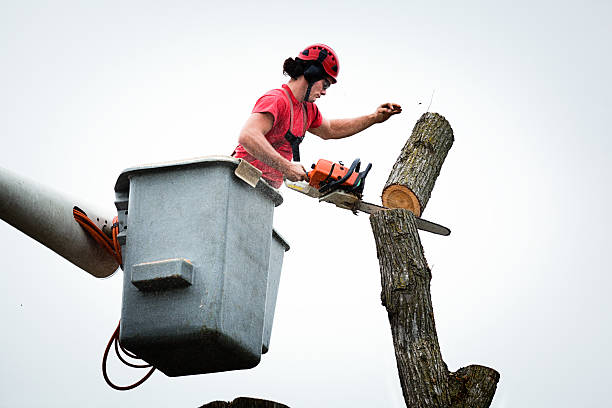 Best Tree Health Inspection  in Warm Springs, OR