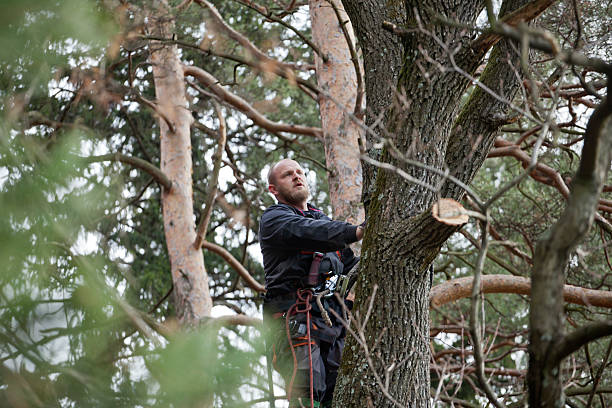 Trusted Warm Springs, OR Tree Services Experts